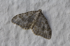 Coenotephria ablutaria