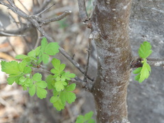 Bursera laxiflora