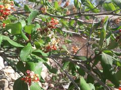 Byrsonima bucidaefolia