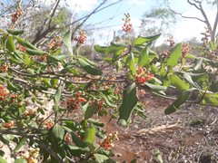 Byrsonima bucidaefolia