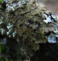 Melanohalea exasperata