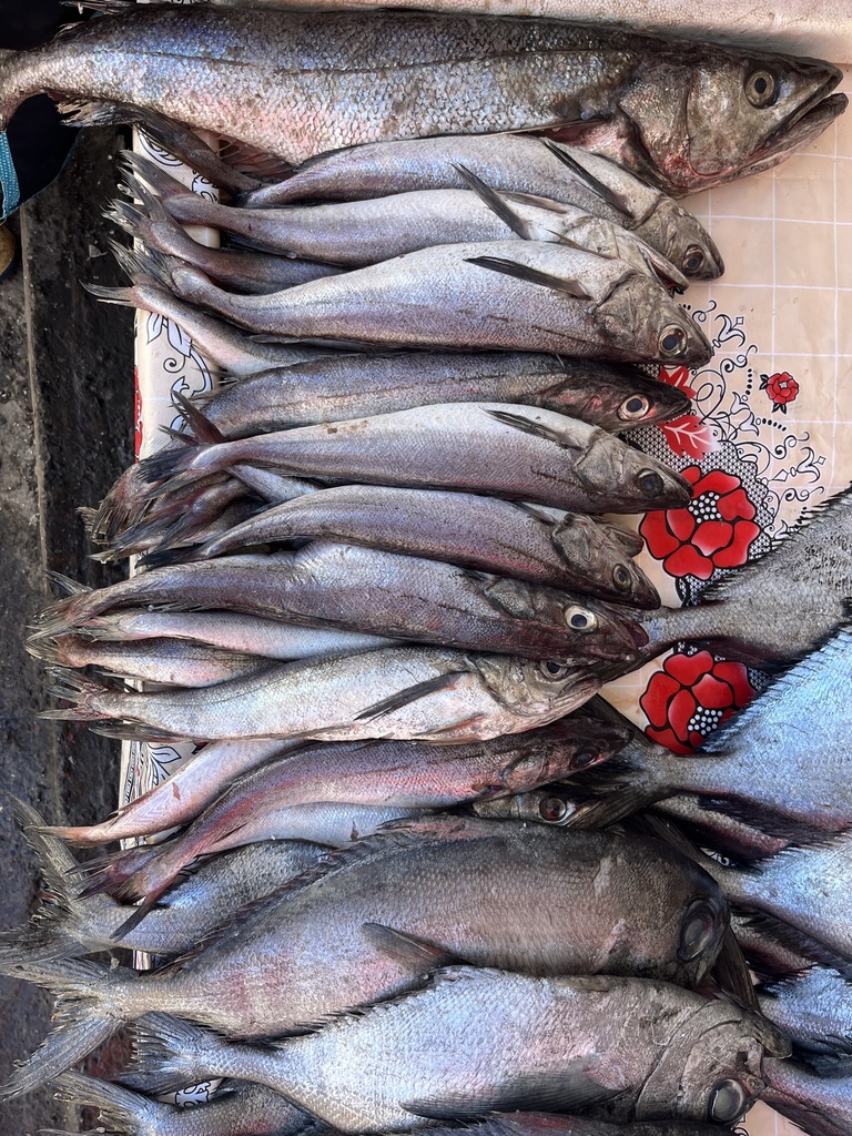 English hake