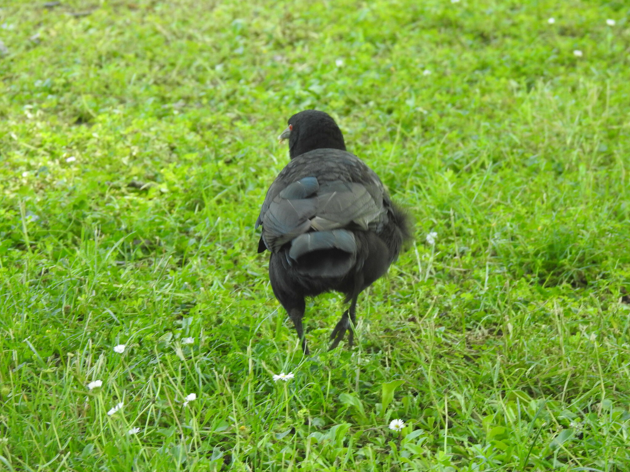 White-winged Chough illustration