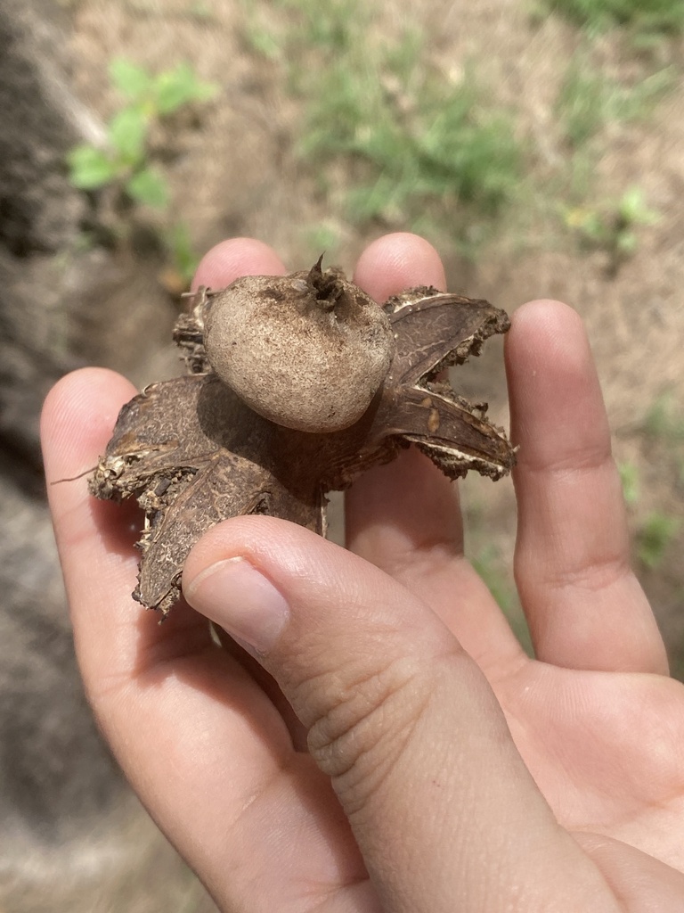 Geastrum hieronymi · December 2023 · photo: © carancho (iNaturalist, cc-by)