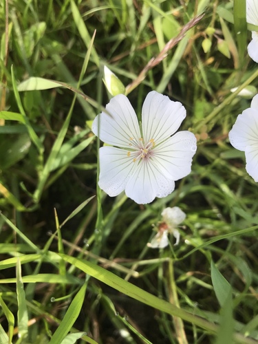 iNaturalist observation photo of Meadowfoams
