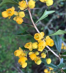 Berberis ruscifolia
