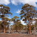 Eucalyptus salubris - Photo (c) Dean Nicolle,  זכויות יוצרים חלקיות (CC BY-NC), הועלה על ידי Dean Nicolle