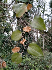 Smilax excelsa