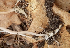 Corydalis intermedia