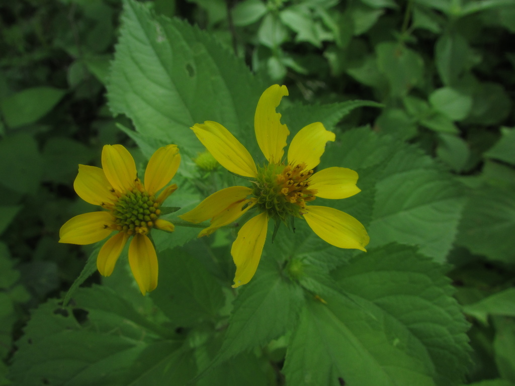 Melanthera latifolia