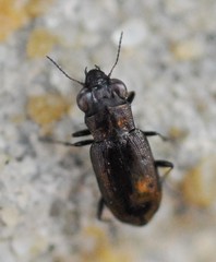 Notiophilus quadripunctatus
