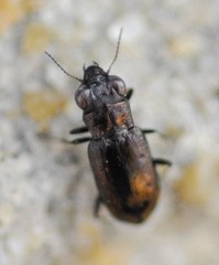 Notiophilus quadripunctatus