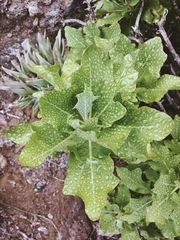 Munzothamnus blairii