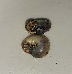 Monacha obstructa