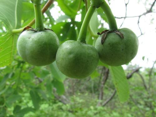 Manihot carthagenensis