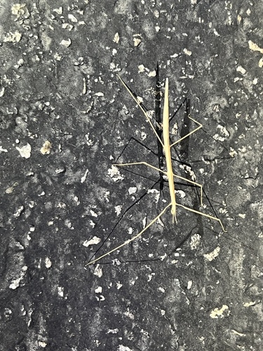 iNaturalist observation photo of Western Short-horned Walkingstick
