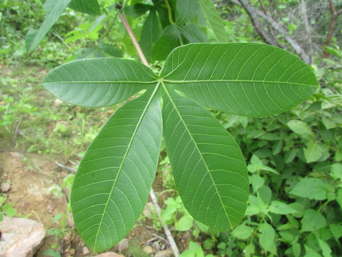Manihot carthagenensis