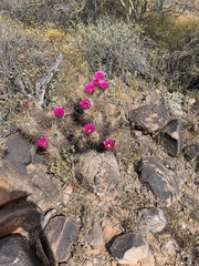 Echinocereus engelmannii engelmannii