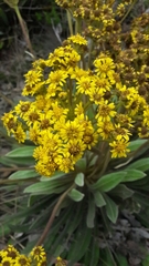 Espeletia corymbosa