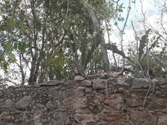 Anthurium schlechtendalii