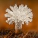 Ceratiomyxa sphaerosperma - Photo (c) Alison Pollack,  זכויות יוצרים חלקיות (CC BY-NC), הועלה על ידי Alison Pollack