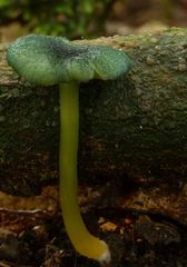 Entoloma glaucoroseum