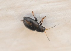 Chaetocnema hortensis