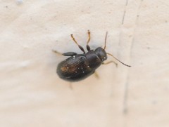 Chaetocnema hortensis