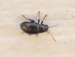 Chaetocnema hortensis