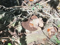 Fungi