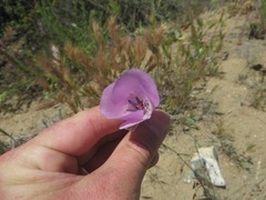 Calochortus splendens