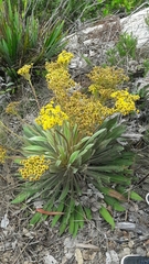 Espeletia corymbosa