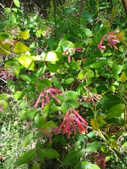 Lonicera sempervirens