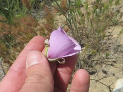Calochortus splendens