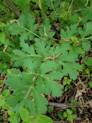 Polytaenia