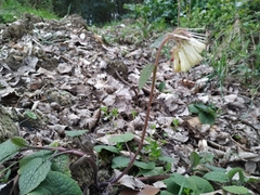 Symphytum grandiflorum