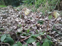 Symphytum grandiflorum