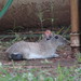 Spix's Yellow-toothed Cavy - Photo (c) Víctor de Paiva, some rights reserved (CC BY-NC-ND), uploaded by Víctor de Paiva