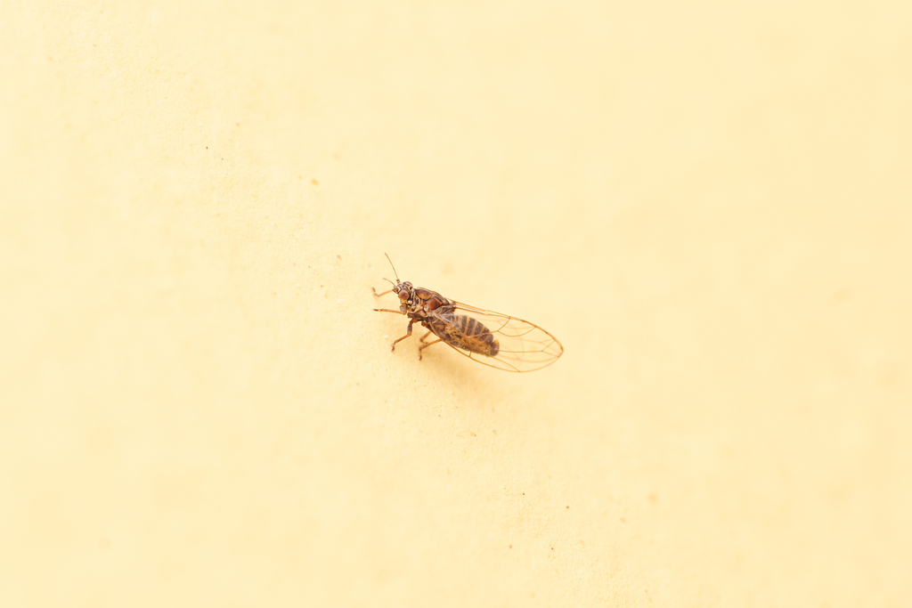 Triozidae from 中国浙江省杭州市 on March 30, 2023 at 03:25 PM by Li Jianbo ...