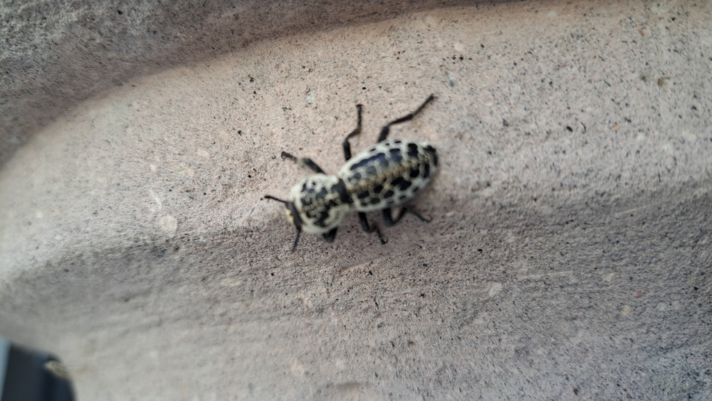 Zopherus nodulosus nodulosus