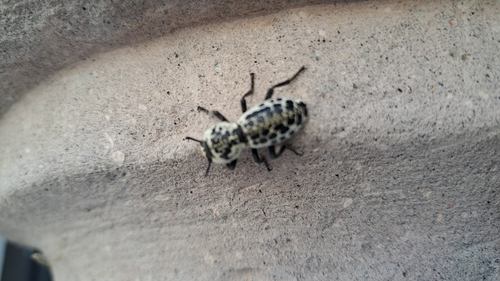Zopherus nodulosus nodulosus