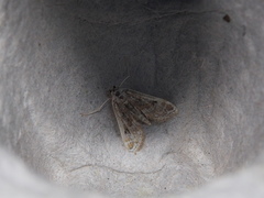 Parapoynx diminutalis