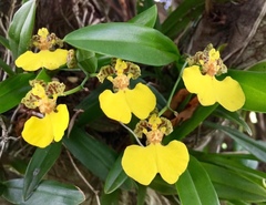Gomesa bifolia
