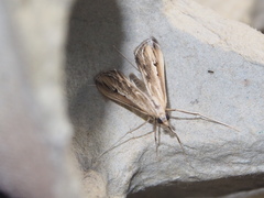 Euclasta vitralis