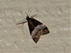 Scoparia minusculalis