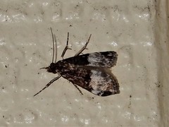 Scoparia minusculalis