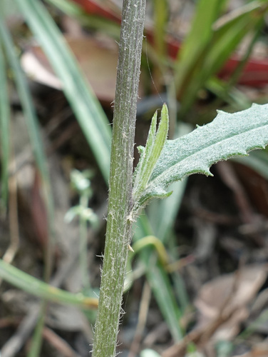 Image of Senecio prenanthoides by (c) yatesy, some rights reserved (CC BY)