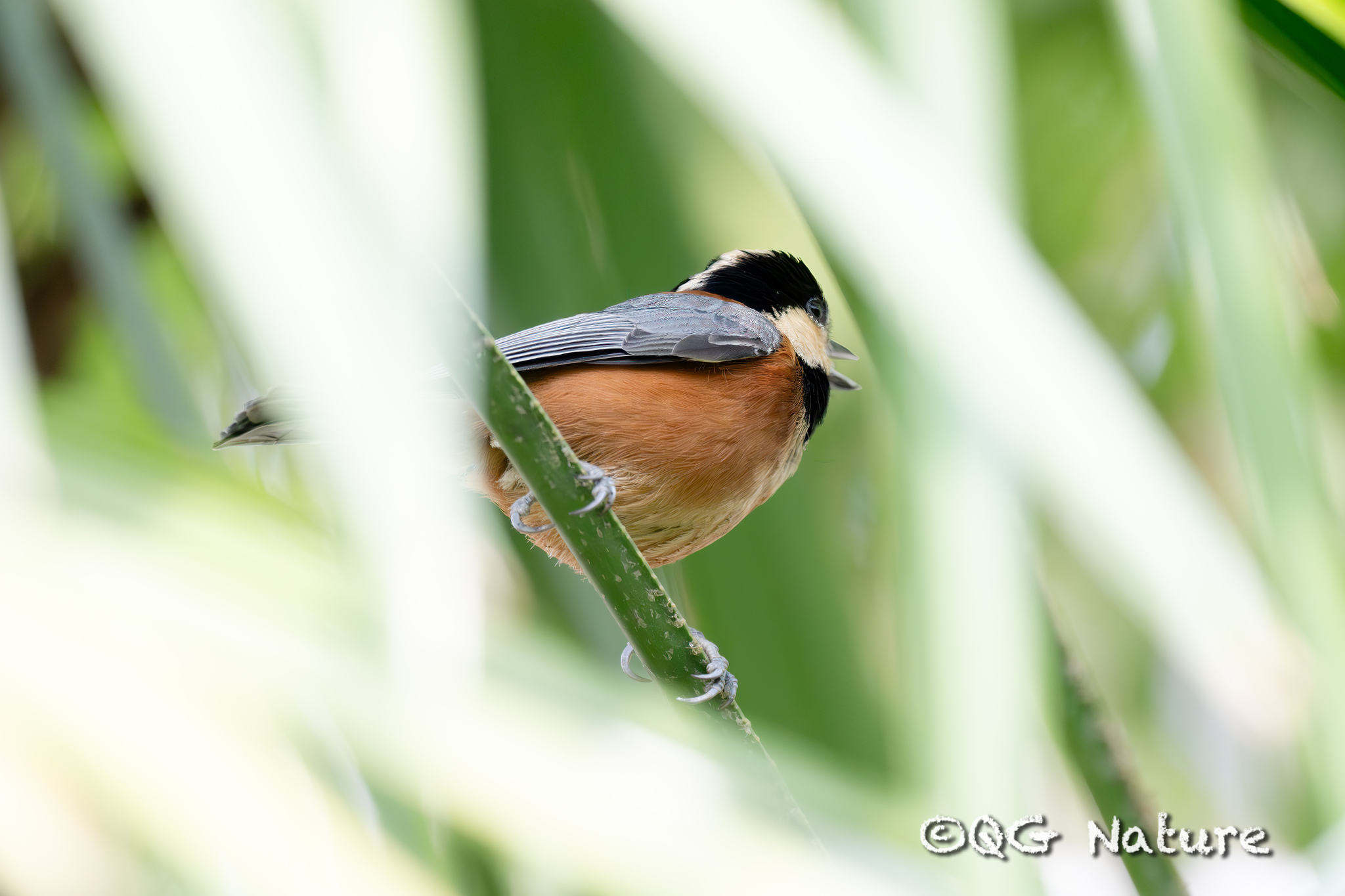 Varied Tit
