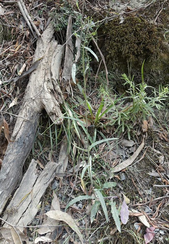 Image of Senecio prenanthoides by (c) yatesy, some rights reserved (CC BY)