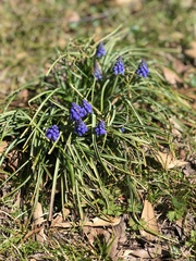Muscari armeniacum